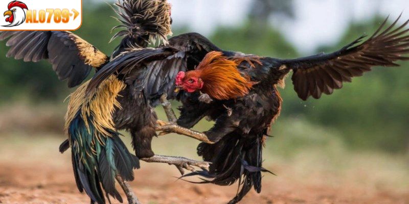 Đá gà mạng có an toàn không khi có tính hợp pháp