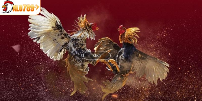 Lý do vì sao nên xem trực tiếp đá gà SV388