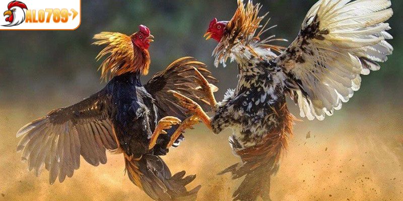 Thông tin chung về đá gà mạng có an toàn không